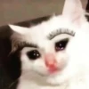 Crying Cat, @icarusfalls 16