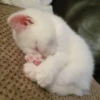 Cats by @offstikbot 15
