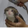 Crying Cat, @icarusfalls 17