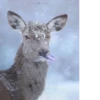 Animals :: @fStikBot 20