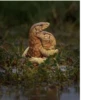 Animals :: @fStikBot 21