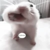 :; hamsters @xiroe 20