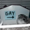 :; hamsters @xiroe 21