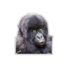 Cecki gorilla 21