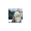 Cats from @Sosha_kitten1357 17