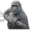 Cecki gorilla 22