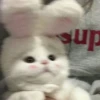 Cats by @offstikbot 18
