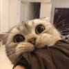 Cats House 21
