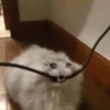 Crying Cat, @icarusfalls 20