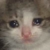 Crying Cat, @icarusfalls 21