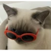 красивые котята 24