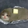 Crying Cat, @icarusfalls 22