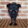 Animals :: @fStikBot 22