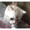 красивые котята 25