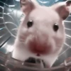 :; hamsters @xiroe 22