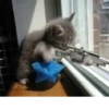Animals :: @fStikBot 24