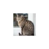 Cats from @Sosha_kitten1357 19