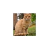 Cats from @Sosha_kitten1357 20