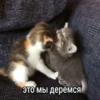 это мы деремся
