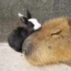 Больше стикеров: @capybarastiker 25