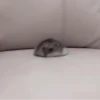 :; hamsters @xiroe 23