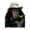 Cecki gorilla 24