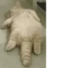 Cats House 25