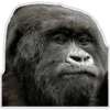 Cecki gorilla 25