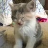 красивые котята 27