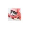 Cats from @Sosha_kitten1357 21