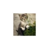 Cats from @Sosha_kitten1357 22