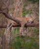 Animals :: @fStikBot 25