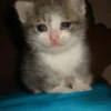 Crying Cat, @icarusfalls 26
