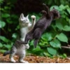 Animals :: @fStikBot 26