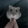 :; hamsters @xiroe 25