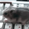 :; hamsters @xiroe 26