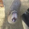 Больше стикеров: @capybarastiker 27
