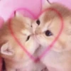 watermelon_cat 7