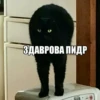 ЗДАВРОВА ПИДР