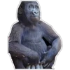 Cecki gorilla 27
