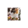 Cats from @Sosha_kitten1357 23