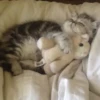красивые котята 28