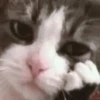 Cats House 29