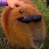 Больше стикеров: @capybarastiker 28