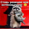 Ставь реакцию или котёнок умрёт www.vk.com/inirypozitive