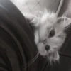 красивые котята 29