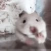 :; hamsters @xiroe 27