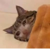 Crying Cat, @icarusfalls 29
