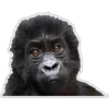 Cecki gorilla 28