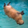 Больше стикеров: @capybarastiker 30